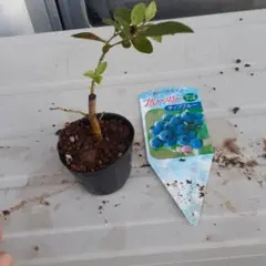 tn0303様 リクエスト 2点 まとめ商品