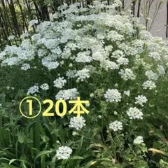 Jerry様 リクエスト 2点 まとめ商品