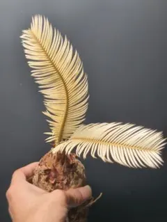 2025年最新】黄金ソテツの人気アイテム - メルカリ