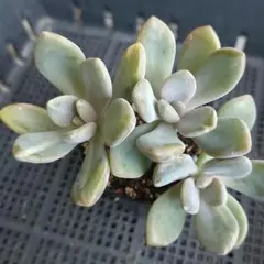 ★見返り美人錦★抜き苗★パキフィツム★多肉★多肉植物★寄せ植え★
