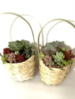 朝*顔様 そのまま飾れる　多肉植物 ミニ寄せ植え ミニ籠 2個セット