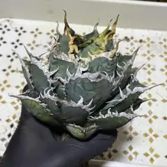 dennisB05 子株 青犀牛血統 アガベ チタノタ - メルカリ