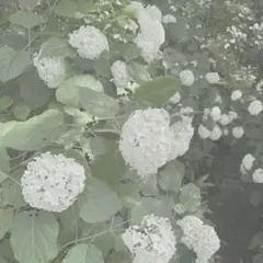 ふかふか布団様専用