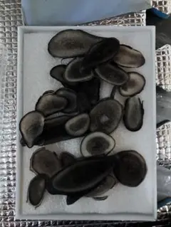 梅花茸鹿片