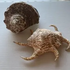 約15cm 大型螺旋状 スイジガイ 貝殻 2点セット