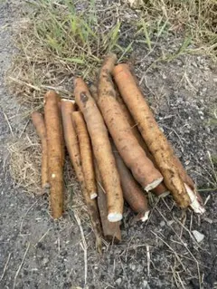 Cassava 20kg 送料込み 2025年最新】キャッサバ 20kgの人気アイテム - メルカリ