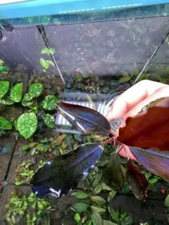 2026年最新】ブセファランドラ レッドの人気アイテム - メルカリ