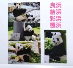 2026年最新】アドベンチャーワールド結浜の人気アイテム - メルカリ