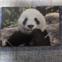 ウエノでパンダ春節祭　パンダ ポストカード6枚セット　上野パンダ　浜家