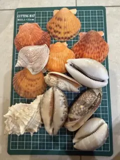 貝殻コレクション 12個セット