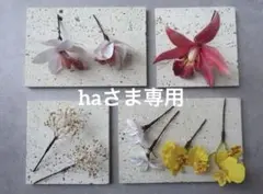 haさま専用