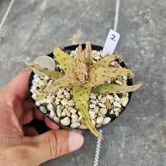 2026年最新】カスティロニアエの人気アイテム - メルカリ