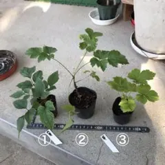 ちゃーたん様　専用