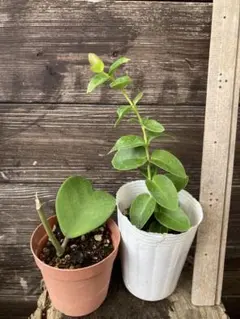 2025年最新】ホヤ 植物の人気アイテム - メルカリ