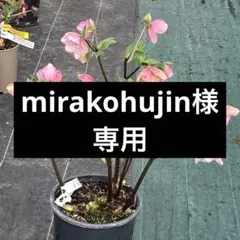 2025年最新】苗の人気アイテム - メルカリ