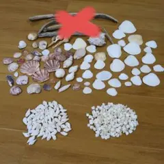 貝殻ハンドメイド素材セット