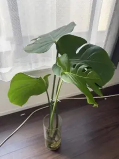 観葉植物 アロカシアハートいも 8寸 高さ105㎝ 希少 クワズイモ - メルカリ