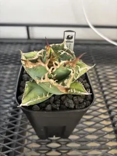 2025年最新】鰐亀の人気アイテム - メルカリ