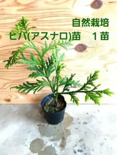 ⑥*ஐ美しい樹形で盆栽やツリーにも*:ஐ【ナンヨウスギ・アローカリア 