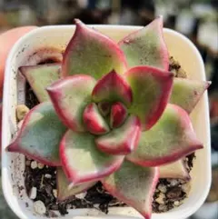 七彩石変異錦 美苗 アエオニウム 多肉植物 - メルカリ
