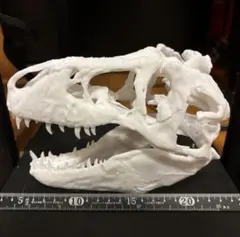 モササウルス 頭骨レプリカ - メルカリ