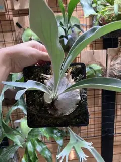 2025年最新】veitchii wildの人気アイテム - メルカリ