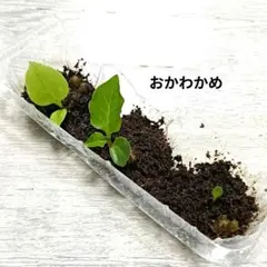 2026年最新】おかわかめ むかごの人気アイテム - メルカリ