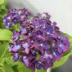 アジサイ 抜き苗　第４種発送 アジサイ 抜き苗 第4種発送 - メルカリ