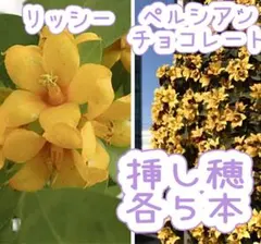 ATTSU様 リクエスト 2点 まとめ商品