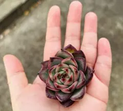 leader様 リクエスト 2点 まとめ商品