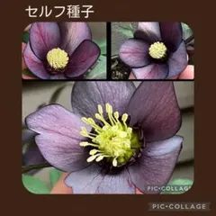セルフ種子□#古4□なんちゃって雅 クリスマスローズ - メルカリ