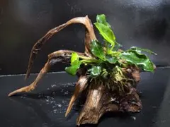アヌビアスナナ巻きブランチウッド - メルカリ