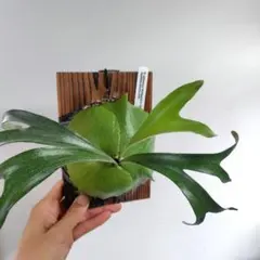 ビカクシダ 壁掛け植物 IMAMA ウィリンキー - メルカリ
