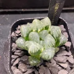 ハオルチア　広瀬オブツーサ鮮明錦