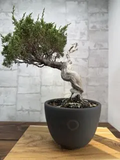 真柏　美株のサムネイル