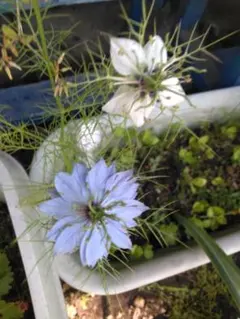 ニゲラ幼苗　まとめ