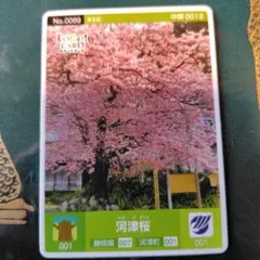 ロゲットカード　河津桜のサムネイル
