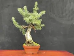 2025年最新】盆栽 杜松の人気アイテム - メルカリ