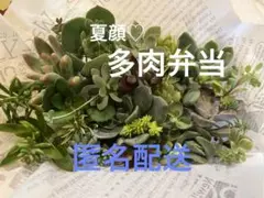 夏前特価！！大きめ多肉弁当のサムネイル
