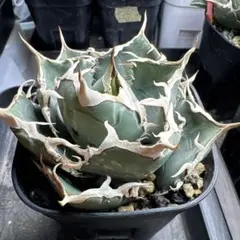 2026年最新】白豪刺の人気アイテム - メルカリ