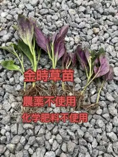 金時切り苗 20本 茨城県産 - メルカリ