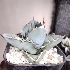 イベント等に　チタノタブルー　実生セット 実生選抜株】アガベ・チタノタ「ブルー」 ”ドワーフフォーム” 3