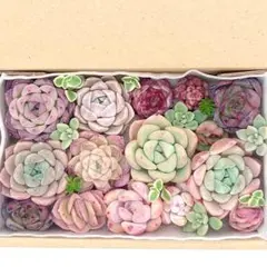 エケベリア 多肉植物 寄せ植えセット A18 カット苗 セダム 韓国苗 多肉弁当