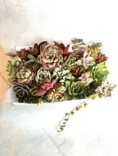 多肉植物　♡カラフル寄せ植えセット♡ 3