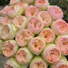 バラ苗(入手困難切り花種) 激レア種 大きめ良苗 切り花品種バラ苗 接木新苗 入手困難 レア品種 - メルカリ