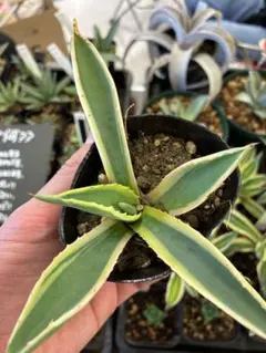 2026年最新】アガベアメリカーナの人気アイテム - メルカリ