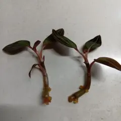 2026年最新】シュスランの人気アイテム - メルカリ