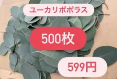 ユーカリポポラス 葉 500枚 リーフ