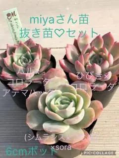 2025年最新】シムランスの人気アイテム - メルカリ