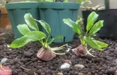 即購入OK‼️水草アヌビアス ミニマドラゴンクロー斑入り 溶岩石付き1個